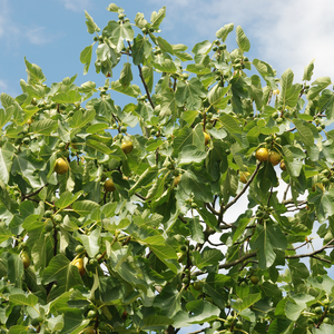 Magnifique figuier Goutte d'Or dans un jardin luxuriant et verdoyant