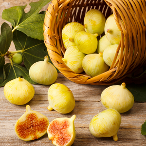 Récolte abondante de figues Goutte d'Or fraîchement cueillies