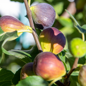 Figues Madeleine des Deux Saisons mûres sur un figuier dans un verger ensoleillé