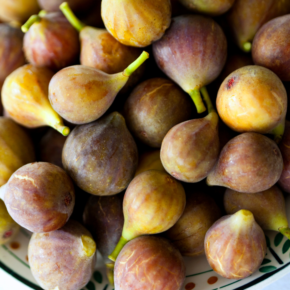 Récolte généreuse de figues Madeleine des Deux Saisons bien fraîches