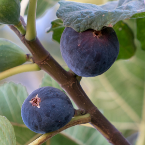 Figues Ronde de Bordeaux bien mûres sur un figuier dans un verger ensoleillé