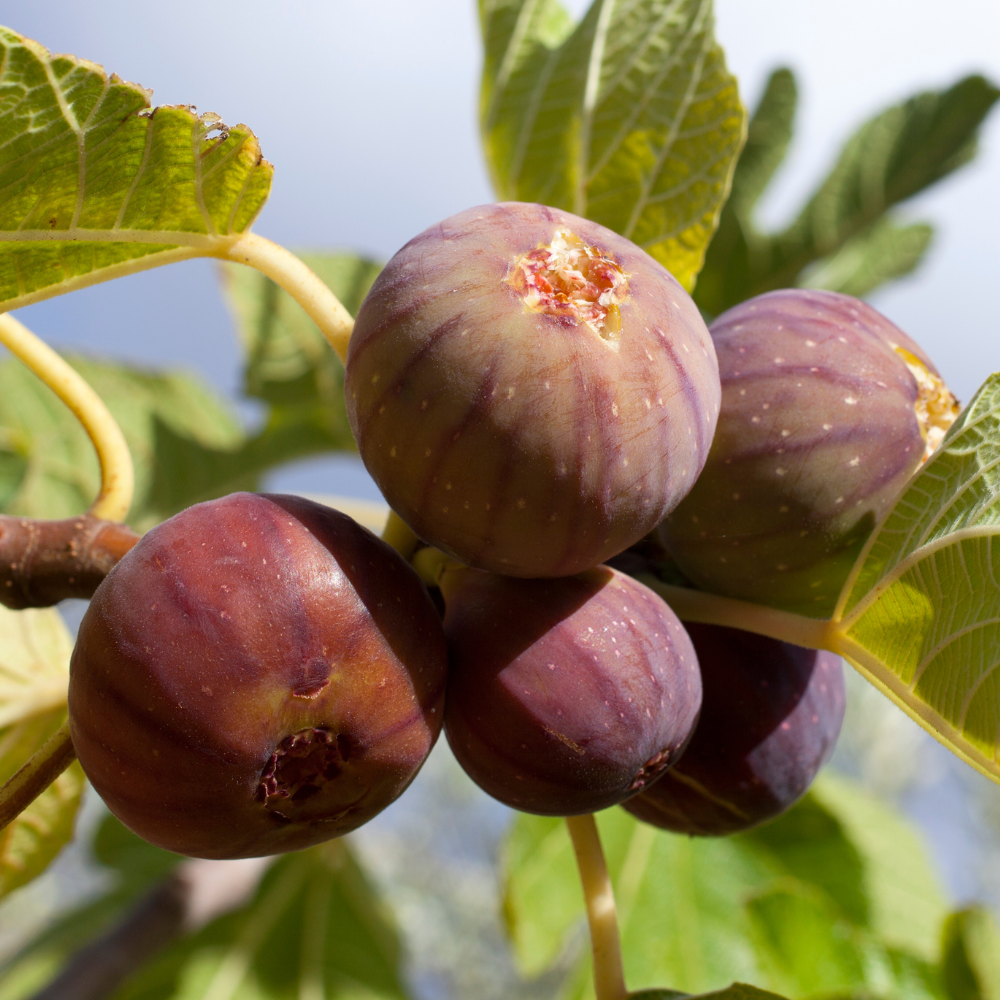 Figues Rouge de Bordeaux bien mûres sur un figuier dans un jardin ensoleillé, prêtes à être cueillies.
