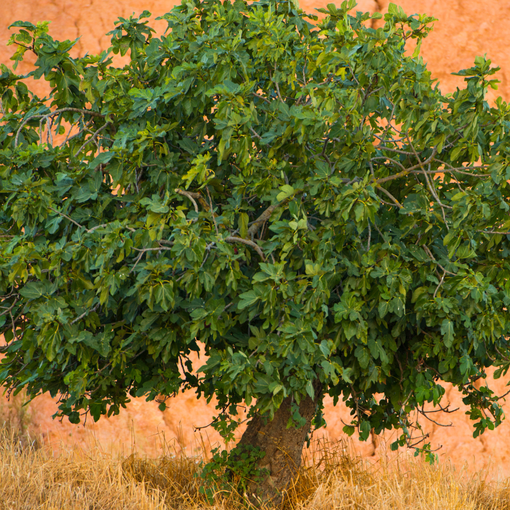 Figuier Rouge de Bordeaux planté dans un sol bien drainé, produisant des fruits sucrés et juteux, à la peau violette et à la chair rouge.
