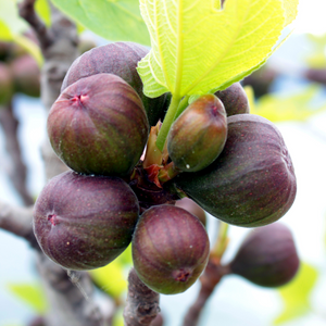 Figues Violette Normande mûres sur un figuier dans un verger ensoleillé