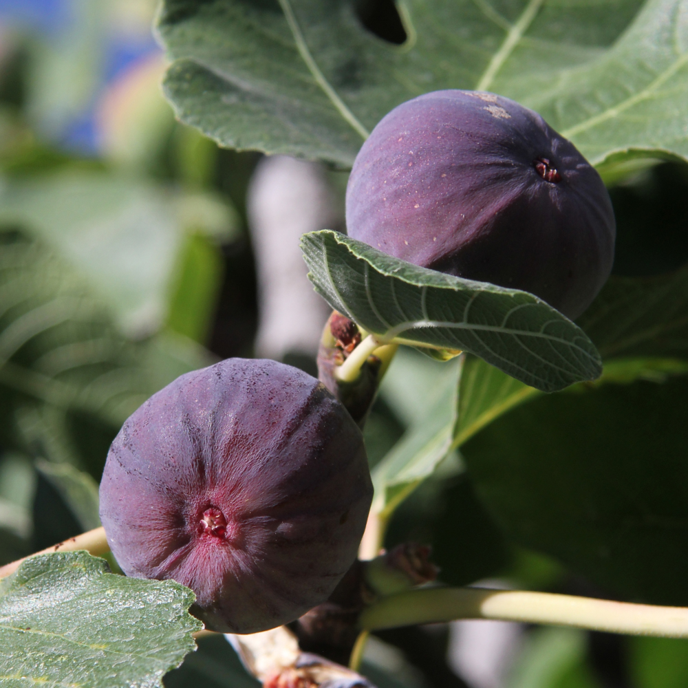 Figues Violette de Solliès bien mûres sur un figuier dans un verger ensoleillé