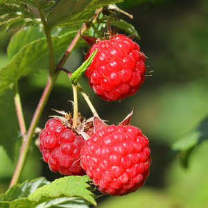 Framboises Aroma Queen bien mûres, juteuses et parfumées, prêtes à être cueillies dans un jardin ensoleillé.