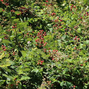 Framboisier Aroma Queen planté dans un sol bien drainé, produisant des fruits sucrés et aromatiques, parfaits pour la consommation fraîche ou en confiture.
