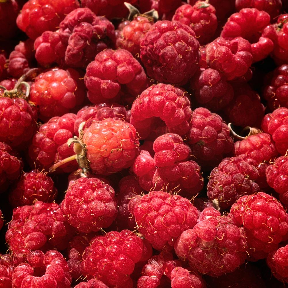 Récolte généreuse de framboises Aroma Queen, idéales pour des tartes, desserts ou collations fraîches.
