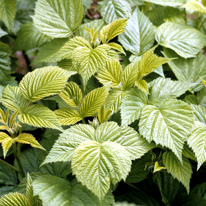 Feuillage dense et vert du framboisier Aroma Queen.