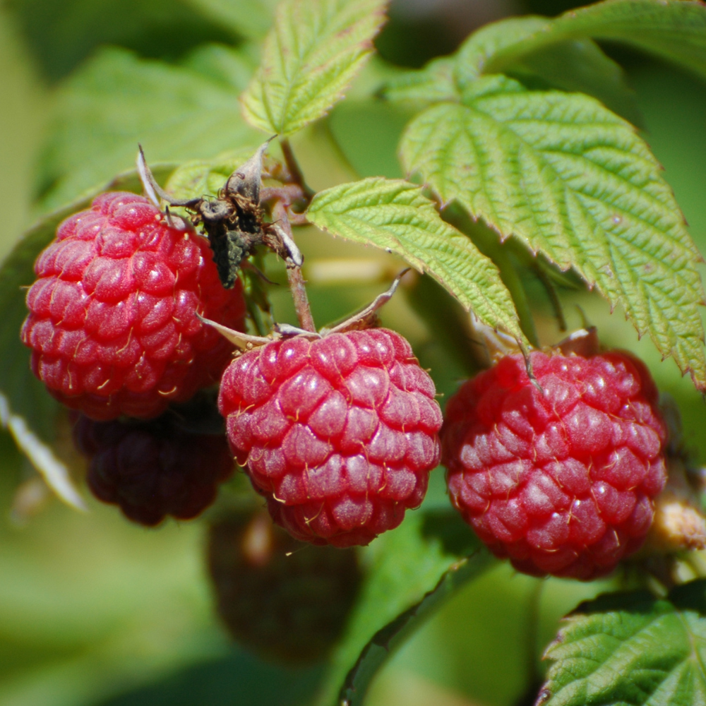 Framboises Autumn Bliss bien mûres, à la chair juteuse et sucrée, prêtes à être cueillies dans un jardin ensoleillé à l'automne.
