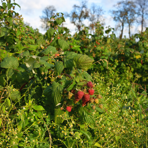 Framboisier Autumn Bliss planté dans un sol bien drainé, produisant des fruits savoureux et légèrement acidulés, parfaits pour la consommation fraîche ou en confiture.
