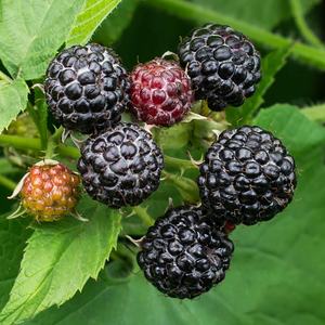 Framboises Black Jewel bien mûres, à la peau presque noire et juteuse, prêtes à être cueillies dans un jardin ensoleillé.
