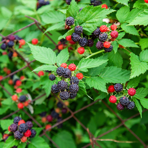 Framboisier Black Jewel planté dans un sol bien drainé, produisant des fruits sucrés et légèrement acidulés, parfaits pour la consommation fraîche ou en confiture.
