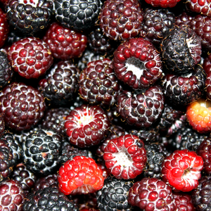 Récolte abondante de framboises Black Jewel, idéales pour des desserts, confitures ou collations fruitées.
