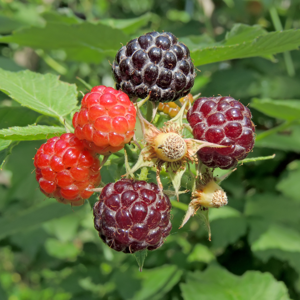 Jeunes framboises Black Jewel en formation, de petites baies vertes fonçant progressivement, promettant une future récolte de fruits noirs et juteux à maturité.