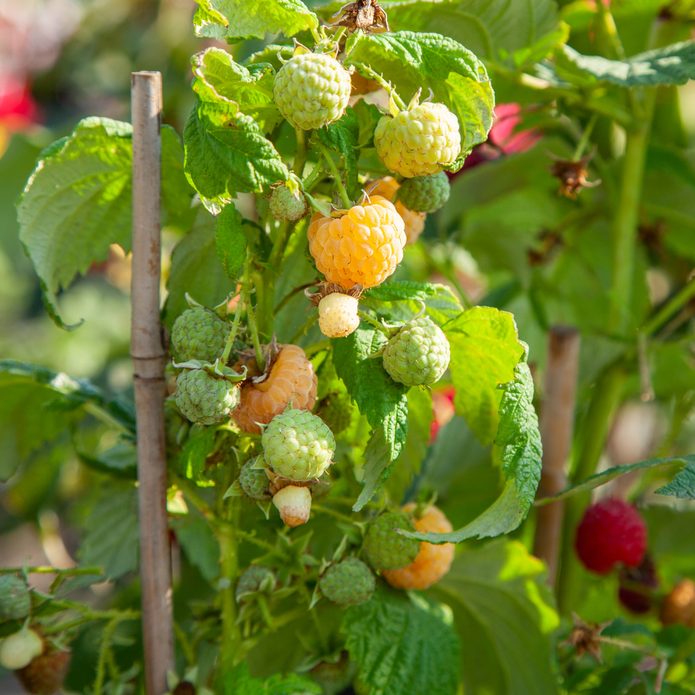 Splendide framboisier 'Fall Gold' dans un jardin verdoyant et bien entretenu