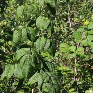 Feuillage dense et vert éclatant du framboisier 'Fall Gold' dans un verger ensoleillé