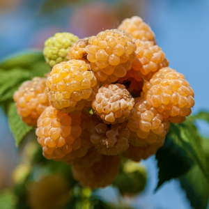 Framboises Golden Everest bien mûres, à la peau jaune doré, prêtes à être cueillies dans un jardin ensoleillé, offrant une douceur délicate.
