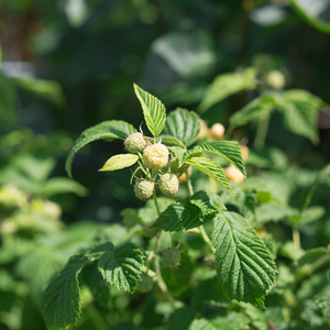 Framboisier Golden Everest planté dans un sol bien drainé, produisant des fruits sucrés et légèrement acidulés, parfaits pour la consommation fraîche ou en confiture.
