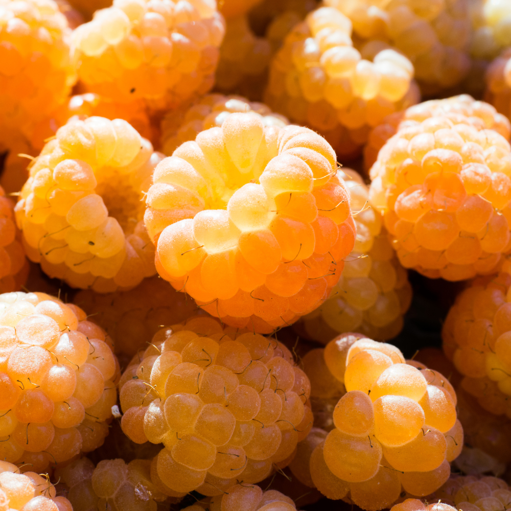 Récolte généreuse de framboises Golden Everest, idéales pour des desserts, collations saines ou des recettes estivales.
