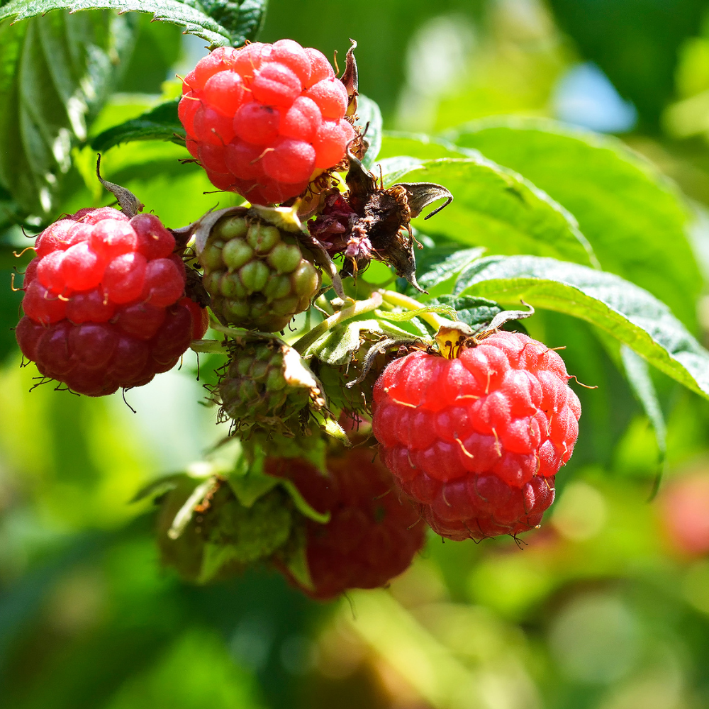 Framboises Malling Promise bien mûres, rouges et juteuses, prêtes à être cueillies dans un jardin ensoleillé, offrant une saveur douce et légèrement acidulée.
