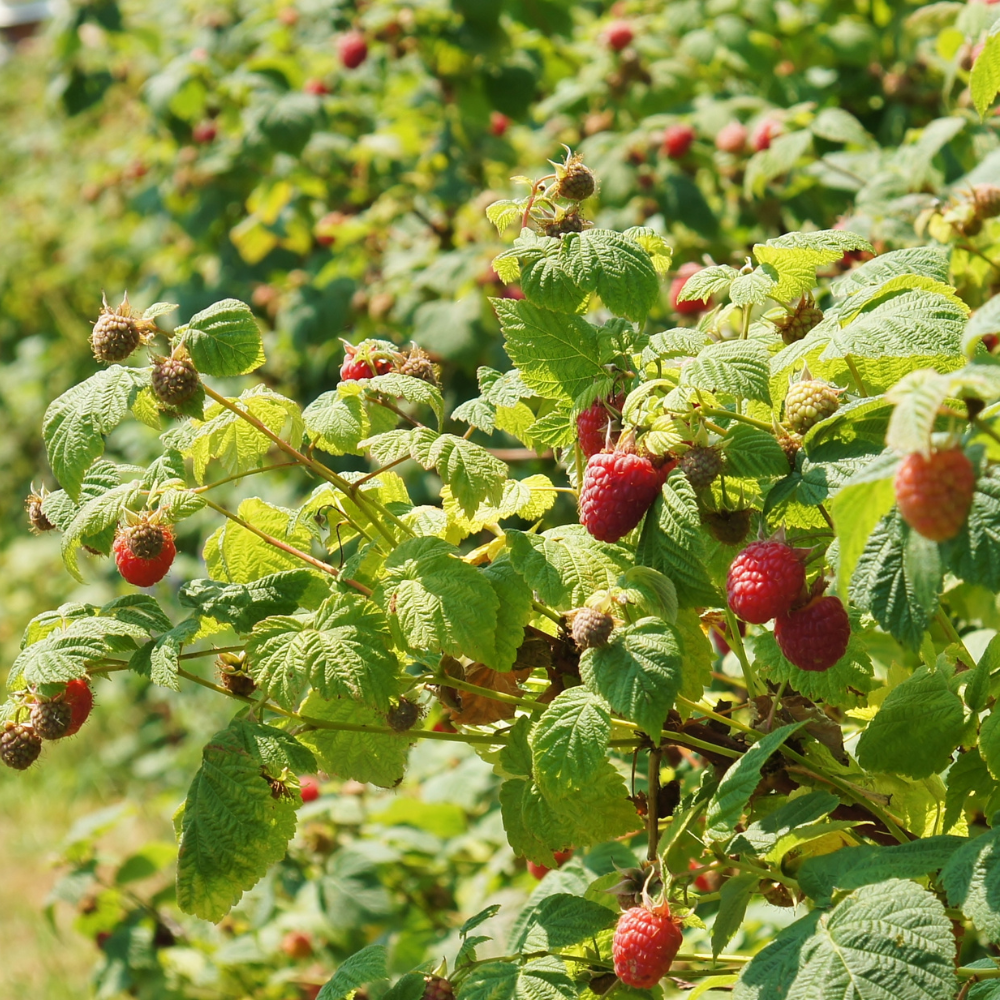 Framboisier Malling Promise planté dans un sol bien drainé, produisant des fruits sucrés et parfumés, parfaits pour la consommation fraîche ou en confiture.
