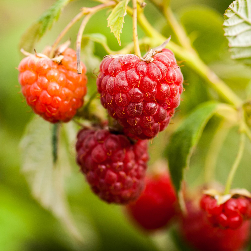 Framboises Tulameen bien mûres sur un arbuste dans un verger ensoleillé