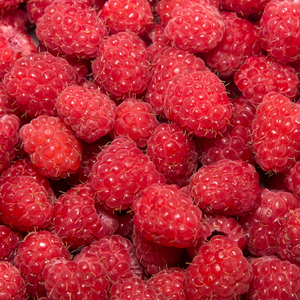 Récolte abondante de framboises Tulameen fraîchement cueillies