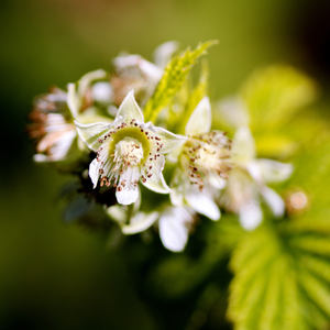 Framboisier Tulameen en pleine floraison printanière, promettant une riche production de fruits