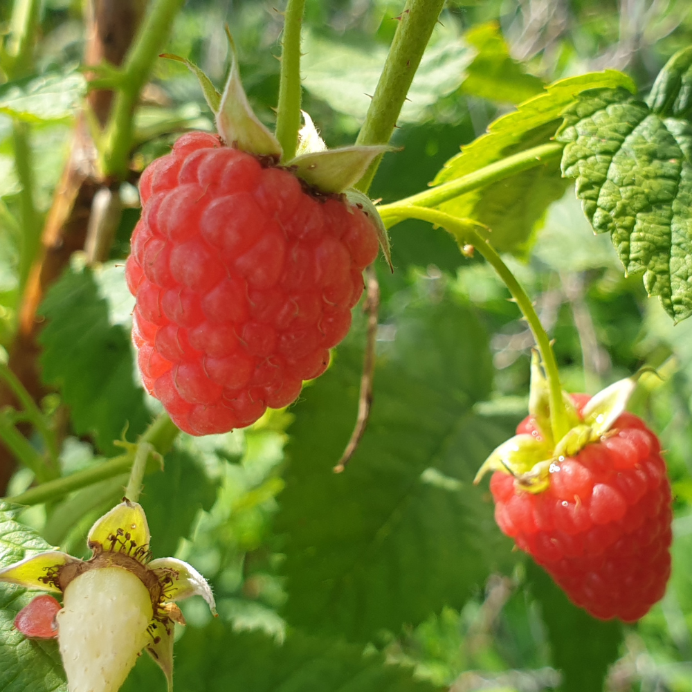 Framboises Willamette bien mûres, rouges et juteuses, prêtes à être cueillies dans un jardin ensoleillé, offrant une saveur intense et légèrement acidulée.