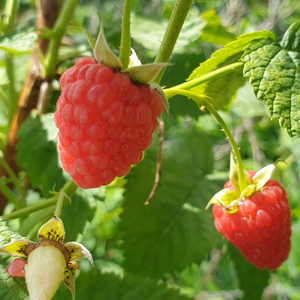 Framboises Willamette bien mûres, rouges et juteuses, prêtes à être cueillies dans un jardin ensoleillé, offrant une saveur intense et légèrement acidulée.