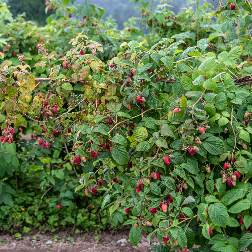 Framboisier Willamette planté dans un sol bien drainé, produisant des fruits sucrés et parfumés, parfaits pour la consommation fraîche ou en confiture.
