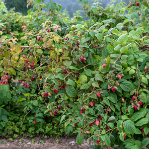 Framboisier Willamette planté dans un sol bien drainé, produisant des fruits sucrés et parfumés, parfaits pour la consommation fraîche ou en confiture.
