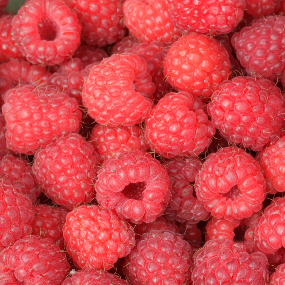 Récolte généreuse de framboises Willamette, idéales pour des desserts, confitures et tartes savoureuses.
