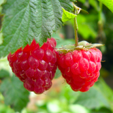 Framboises Zefa Herbsternte bien mûres, rouges et juteuses, prêtes à être cueillies dans un jardin ensoleillé à l'automne, offrant une saveur douce et légèrement acidulée.
