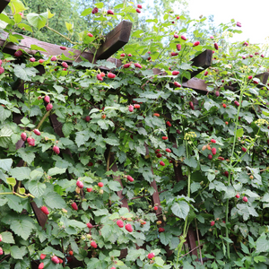 Framboisier Zefa Herbsternte planté dans un sol bien drainé, produisant des fruits sucrés et parfumés, parfaits pour la consommation fraîche ou en confiture.
