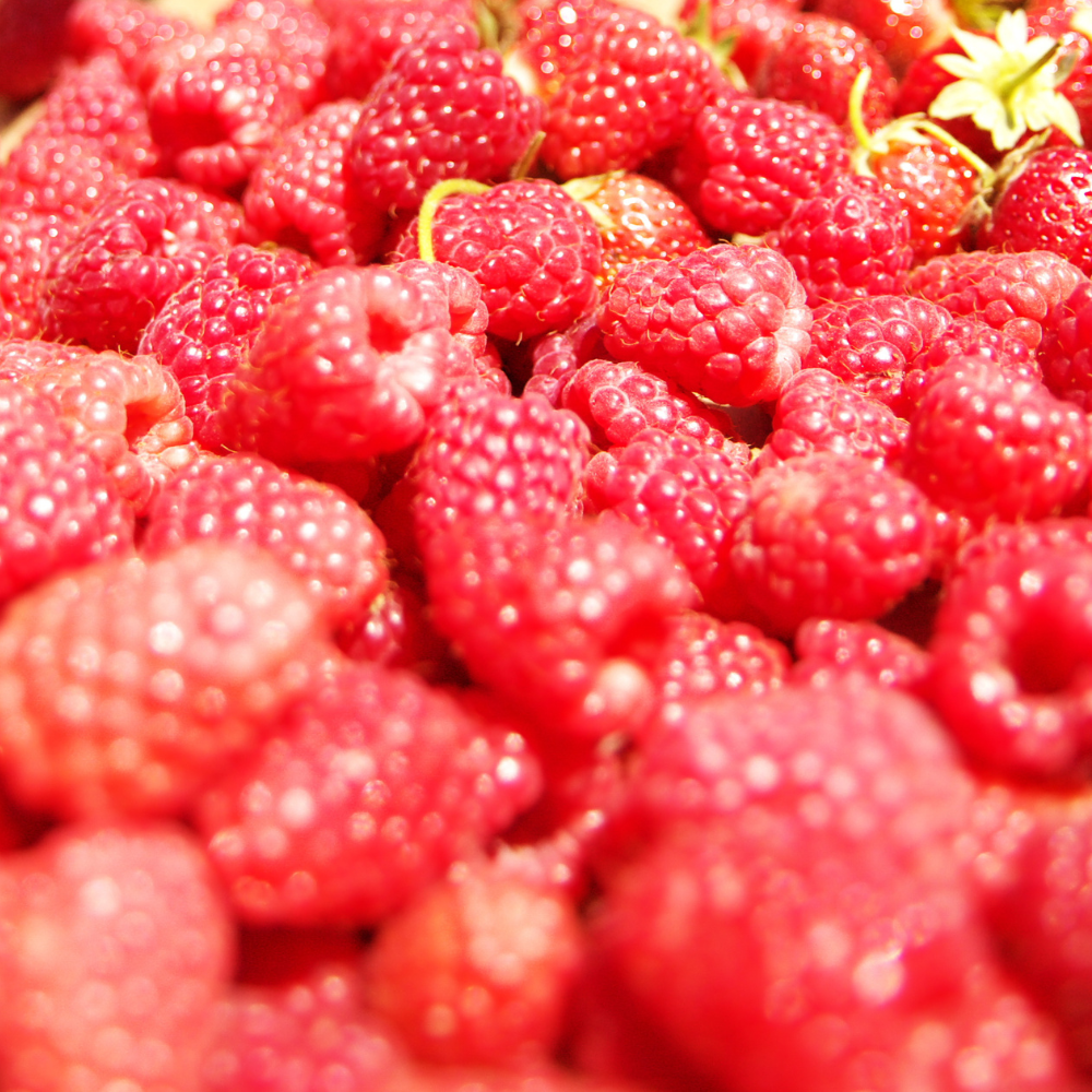 Récolte généreuse de framboises Zefa Herbsternte en automne, idéales pour des desserts, confitures et tartes.
