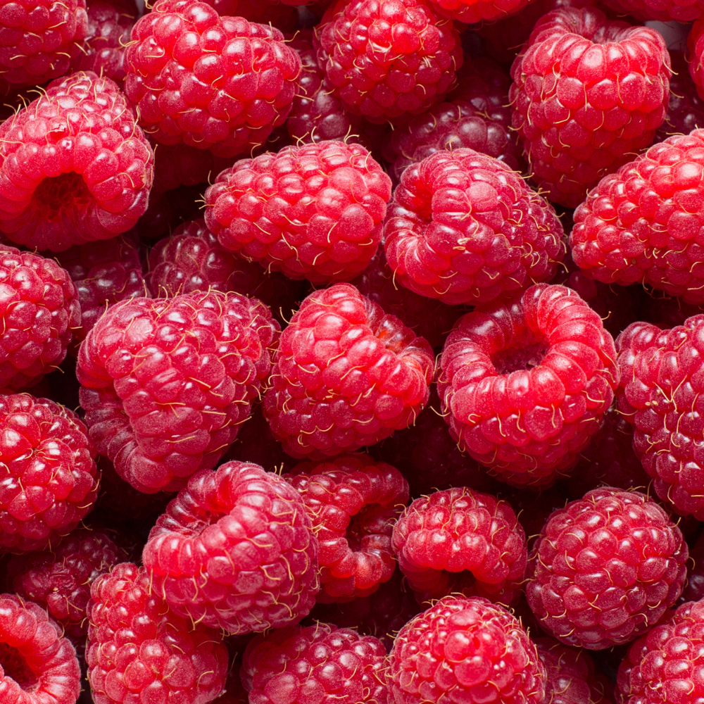 Récolte abondante de framboises Zeva, prêtes à être cueillies après leur formation