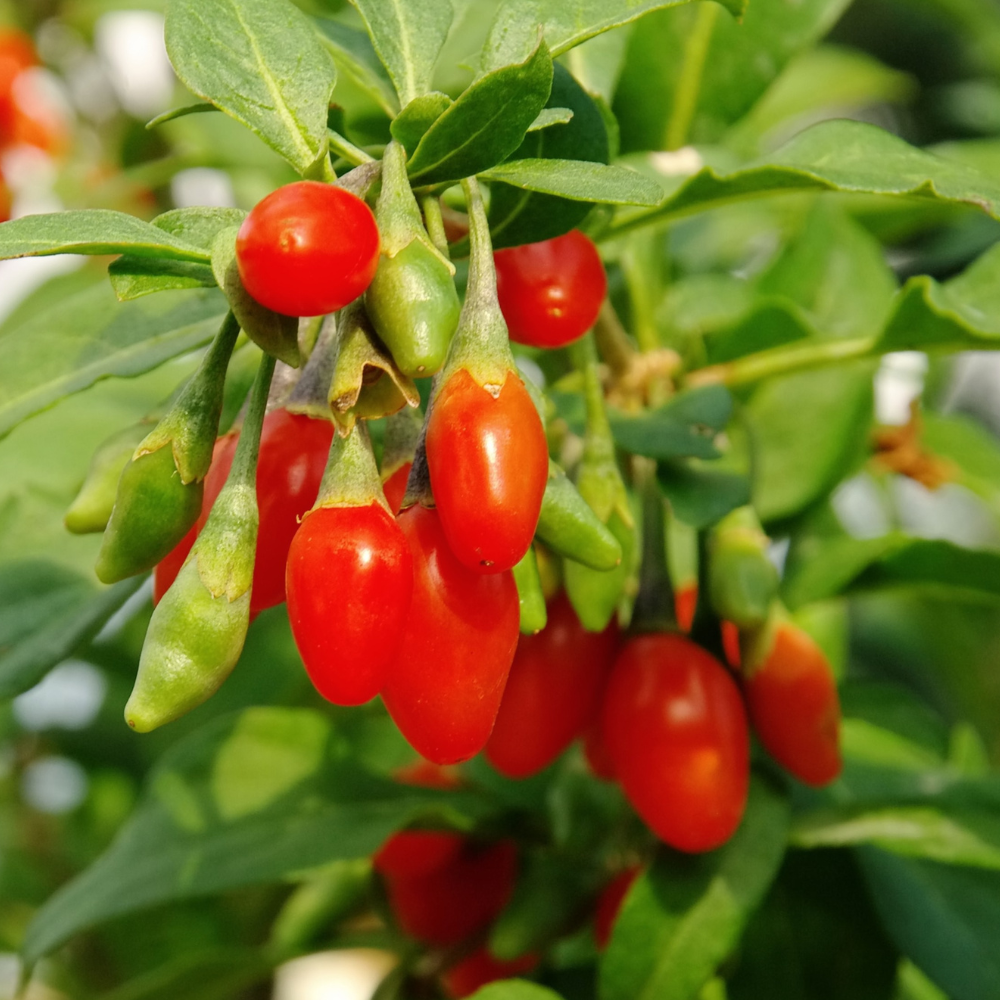 Fruits de goji Altai bien mûrs sur un arbuste robuste dans un verger ensoleillé