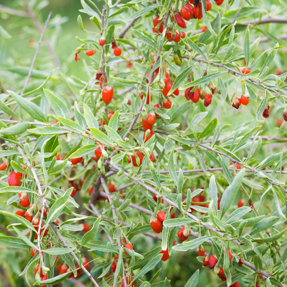 Magnifique goji Altai dans un jardin verdoyant, avec des fruits riches en nutriments