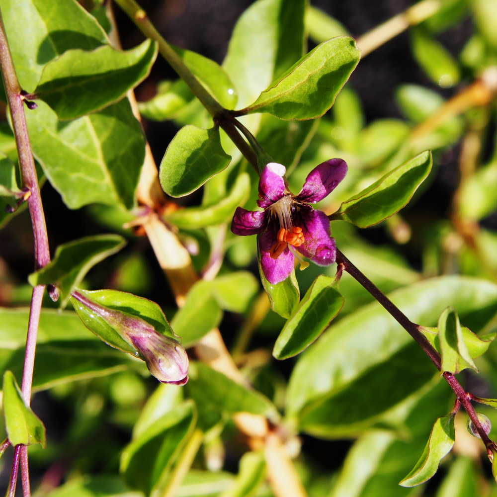 Le goji Altai en pleine floraison présente de petites fleurs violettes délicates, contrastant joliment avec son feuillage vert foncé