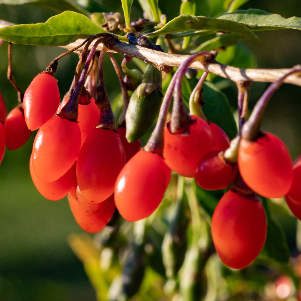 Baies de goji Instant Success bien mûres, accrochées à un arbuste robuste dans un jardin ensoleillé.
