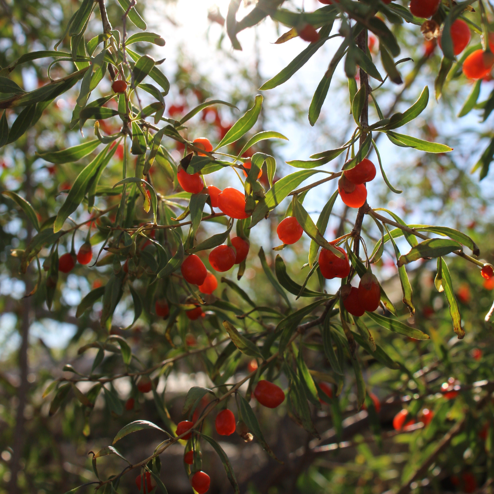 Goji Instant Success planté dans un sol bien drainé, produisant des fruits rouges riches en nutriments et en antioxydants.
