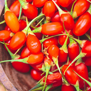 Récolte abondante de baies de goji Instant Success fraîchement cueillies, parfaites pour des collations saines et des infusions.
