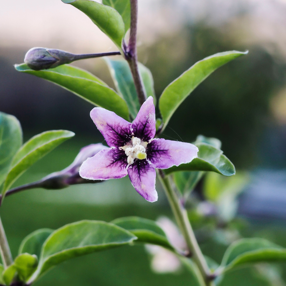 Goji Instant Success en pleine floraison, avec ses petites fleurs annonçant une récolte généreuse de baies.