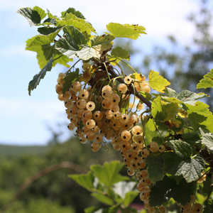 Branche de groseillier Cerise Blanche ornée de fruits translucides et dorés