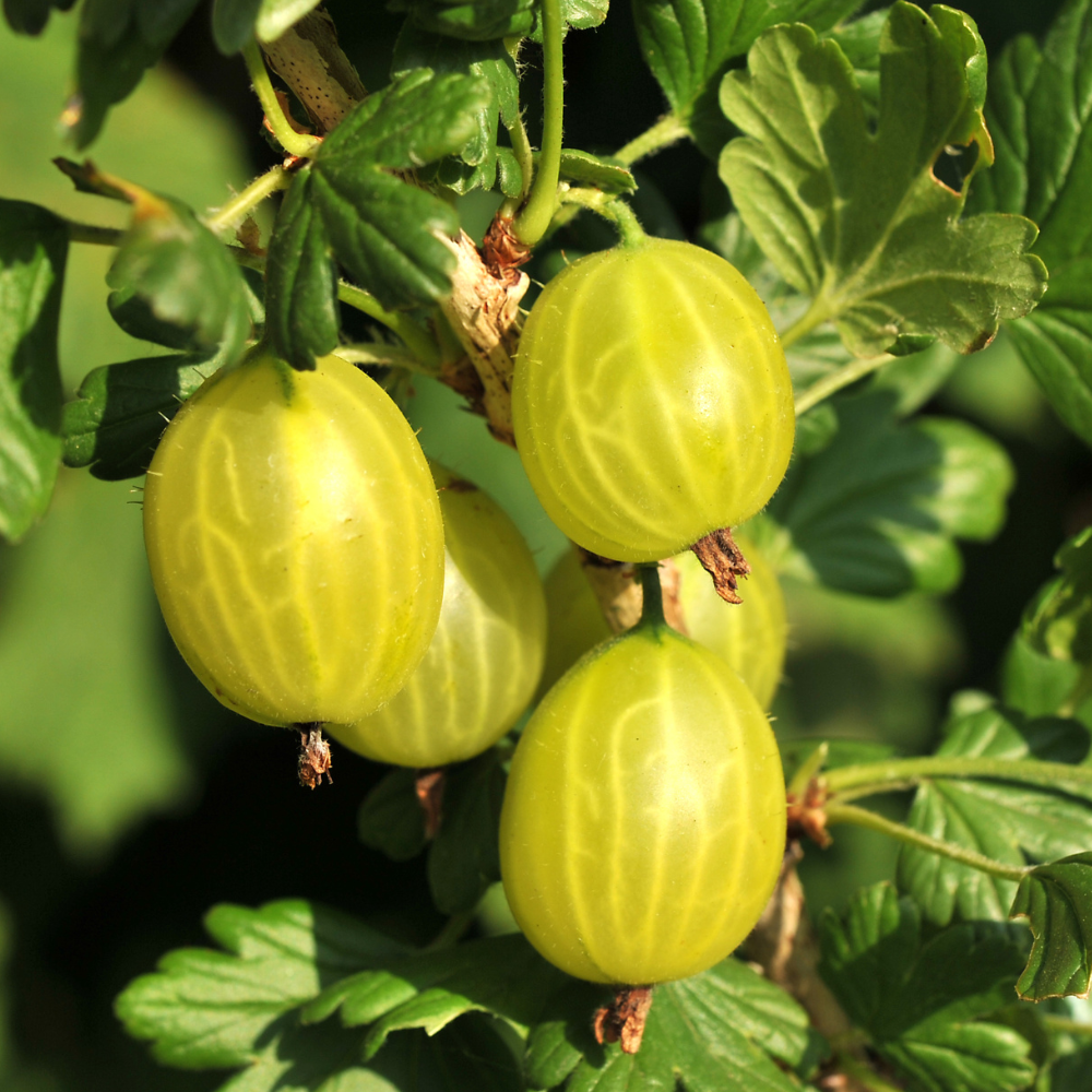 Groseilles Hinnonmaki Gold bien mûres sur un arbuste dans un jardin ensoleillé