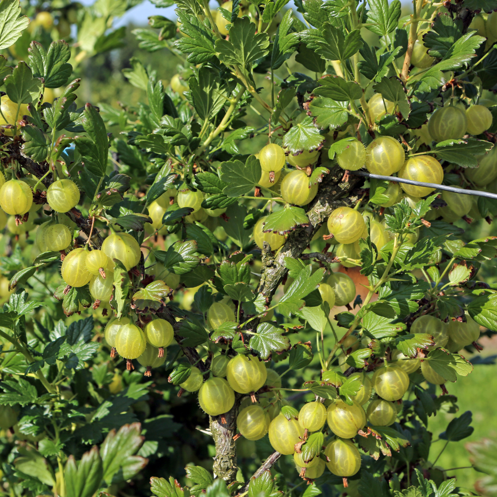 Superbe groseillier Hinnonmaki Gold dans un jardin luxuriant et fertile