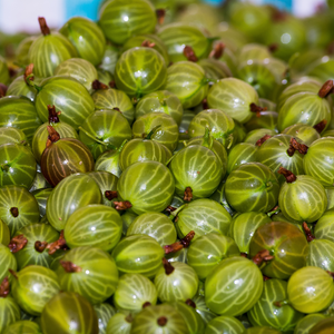 Récolte généreuse de groseilles Hinnonmaki Gold fraîchement cueillies