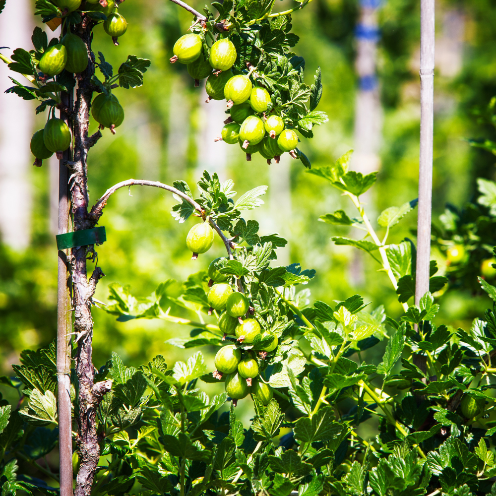 Feuillage dense et vert éclatant du groseillier Hinnonmaki Gold dans un jardin ensoleillé